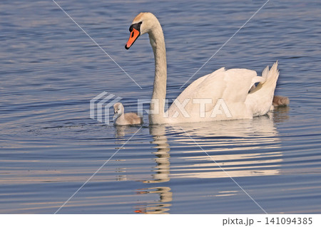 Swan with babies floating on a blue water lake with nice reflections Swan with babies floating on a blue water lake with nice reflections 141094385