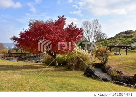 神奈川県 県立おだわら諏訪の原公園の陽だまりの丘と紅葉 神奈川県 県立おだわら諏訪の原公園の陽だまりの丘と紅葉 141094471