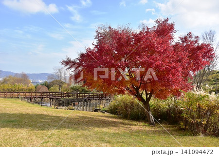 神奈川県 県立おだわら諏訪の原公園の陽だまりの丘と紅葉 神奈川県 県立おだわら諏訪の原公園の陽だまりの丘と紅葉 141094472