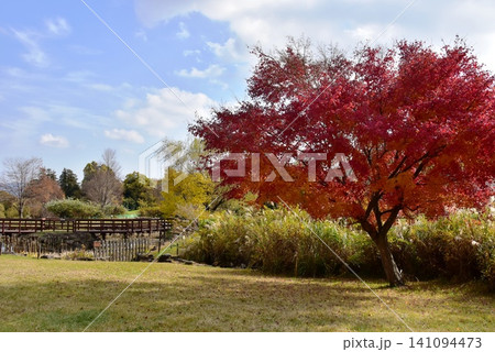 神奈川県 県立おだわら諏訪の原公園の陽だまりの丘と紅葉 神奈川県 県立おだわら諏訪の原公園の陽だまりの丘と紅葉 141094473