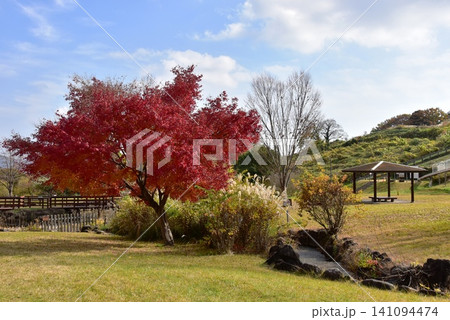 神奈川県 県立おだわら諏訪の原公園の陽だまりの丘と紅葉 神奈川県 県立おだわら諏訪の原公園の陽だまりの丘と紅葉 141094474