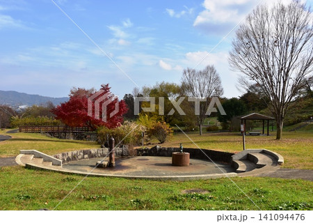 奈川県 県立おだわら諏訪の原公園の陽だまりの丘と紅葉 奈川県 県立おだわら諏訪の原公園の陽だまりの丘と紅葉 141094476
