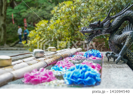 奈良県宇陀市 室生寺の鎧坂下の手水に飾られた紫陽花の花々 奈良県宇陀市 室生寺の鎧坂下の手水に飾られた紫陽花の花々 141094540