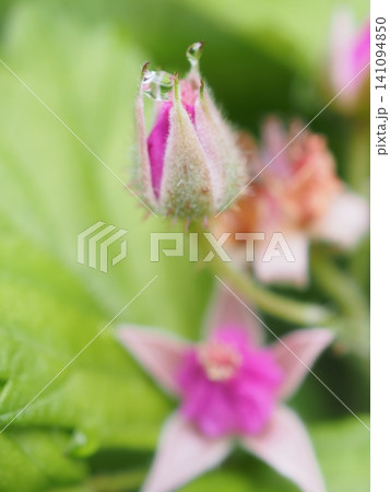 露のついているナワシロイチゴの蕾(20260607085652) 露のついているナワシロイチゴの蕾(20260607085652) 141094850