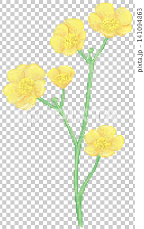 Buttercup flower in pixel art Buttercup flower in pixel art 141094863