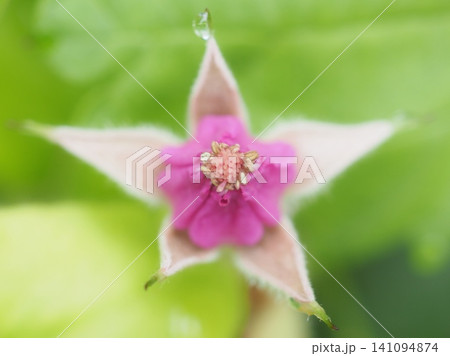 ナワシロイチゴの花(20260607085714) ナワシロイチゴの花(20260607085714) 141094874
