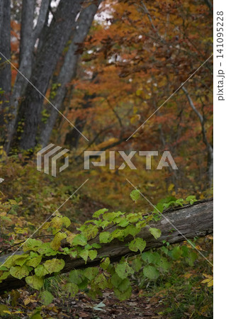 青森県_東通村_猿ヶ森ヒバ埋没林 青森県_東通村_猿ヶ森ヒバ埋没林 141095228