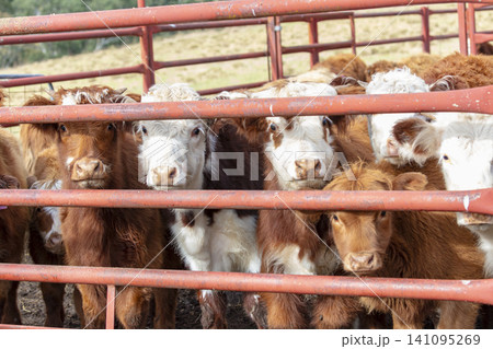 A group of adolescent cows in a holding pen on a farm in the Blue Mountains A group of adolescent cows in a holding pen on a farm in the Blue Mountains 141095269