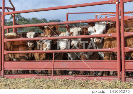 A group of adolescent cows in a holding pen on a farm in the Blue Mountains 141095270