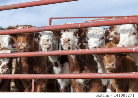 A group of adolescent cows in a holding pen on a farm in the Blue Mountains 141095271