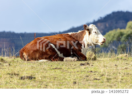 A large brown Hereford cow sitting in a field on a farm in the Blue Mountains A large brown Hereford cow sitting in a field on a farm in the Blue Mountains 141095272