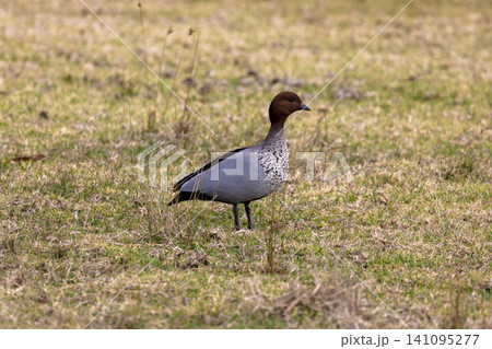 A Wood Duck standing in a grassy field in the Blue Mountains 141095277