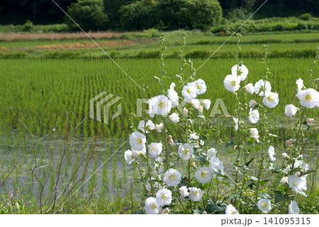田んぼのあぜ道に咲く白い立葵の花 田んぼのあぜ道に咲く白い立葵の花 141095315