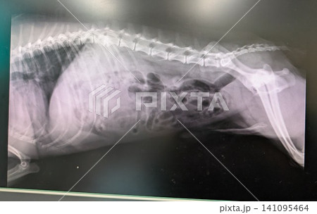 犬のレントゲン写真 犬のレントゲン写真 141095464
