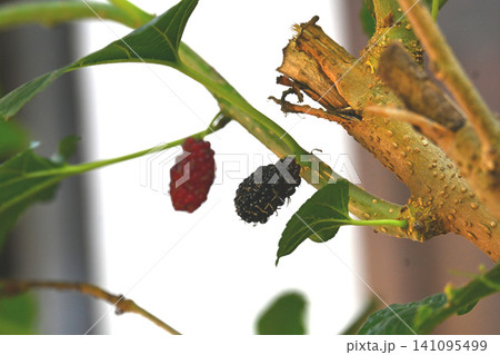 Mulberry fruit tree branch leaf ripe berry closeup in natural light garden Mulberry fruit tree branch leaf ripe berry closeup in natural light garden 141095499