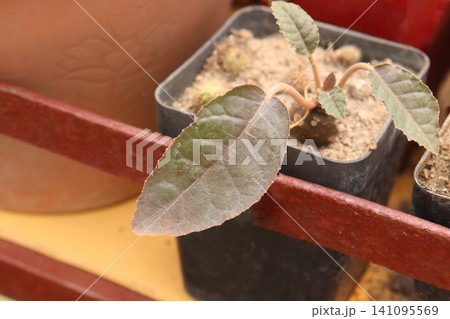 Dorstenia foetida, grendelion succulent plant on pot Dorstenia foetida, grendelion succulent plant on pot 141095569