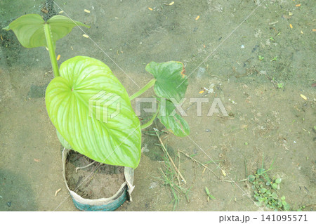 Homalomena rubescens leaf plant on pot in farm Homalomena rubescens leaf plant on pot in farm 141095571