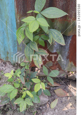 Flemingia macrophylla is a tropical woody leguminous shrub Flemingia macrophylla is a tropical woody leguminous shrub 141095580