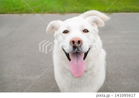 Happy white dog looking at camera with open mouth and tongue out. Happy white dog looking at camera with open mouth and tongue out. 141095617