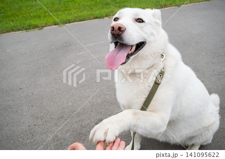 White dog giving paw to human hand. Person training cute pet in city park. White dog giving paw to human hand. Person training cute pet in city park. 141095622