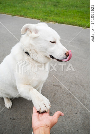 White dog giving paw to human outdoor. Friendly pet shaking hand with owner in par White dog giving paw to human outdoor. Friendly pet shaking hand with owner in par 141095623