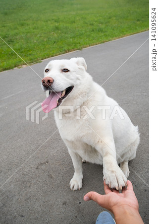 White dog giving paw to woman outdoor. Friendly pet shaking hand with owner on park road. 141095624