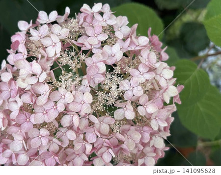 美しい余白と淡いくすみピンクの紫陽花 美しい余白と淡いくすみピンクの紫陽花 141095628