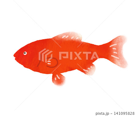 赤い金魚が泳いでいるイラスト 赤い金魚が泳いでいるイラスト 141095828