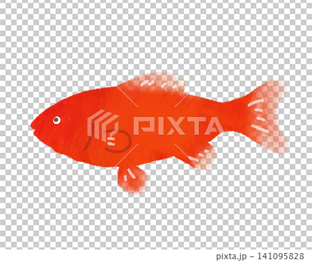 赤い金魚が泳いでいるイラスト 赤い金魚が泳いでいるイラスト 141095828