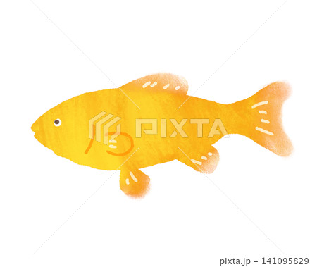 金魚が泳いでいるイラスト 金魚が泳いでいるイラスト 141095829
