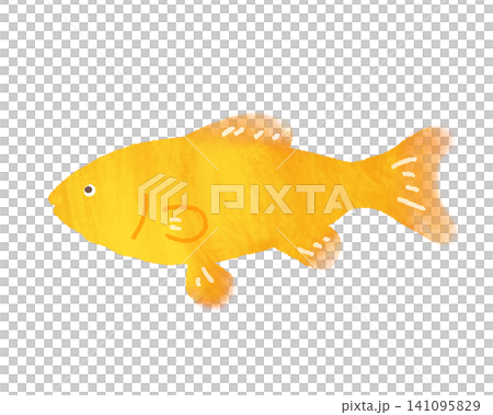 金魚が泳いでいるイラスト 金魚が泳いでいるイラスト 141095829
