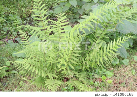 Christella dentata, binung is a small fern plant on farm 141096169