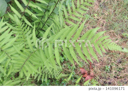 Christella dentata, binung is a small fern plant on farm Christella dentata, binung is a small fern plant on farm 141096171