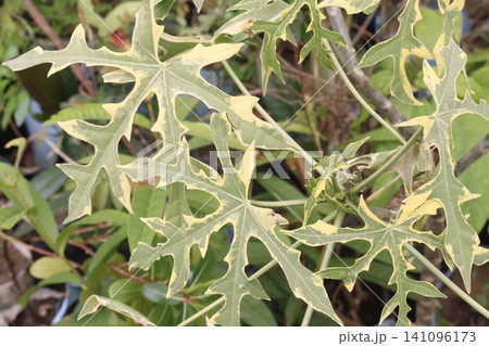 Cnidoscolus aconitifolius variegatus, Variegated Chaya, Variegated Maya Spinach plant Cnidoscolus aconitifolius variegatus, Variegated Chaya, Variegated Maya Spinach plant 141096173