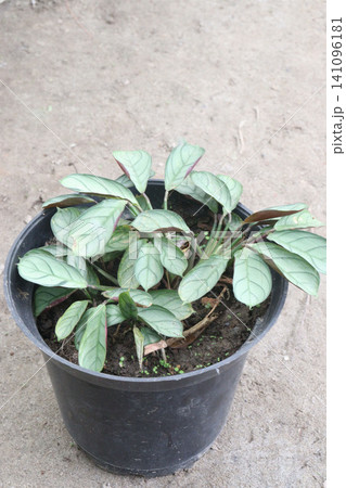 Ctenanthe leaf plant on farm Ctenanthe leaf plant on farm 141096181