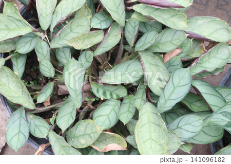 Ctenanthe leaf plant on farm Ctenanthe leaf plant on farm 141096182