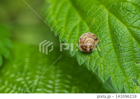 High angle macro view of a spiraled snail shell resting on a textured green leaf High angle macro view of a spiraled snail shell resting on a textured green leaf 141096219