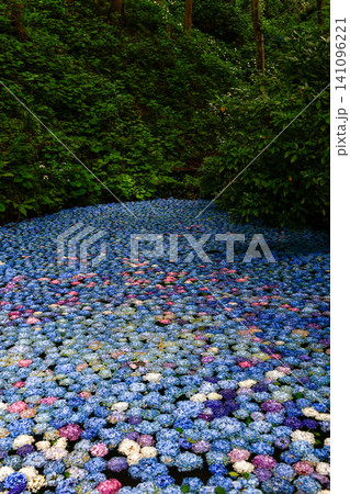 水に浮かぶ紫陽花 水に浮かぶ紫陽花 141096221