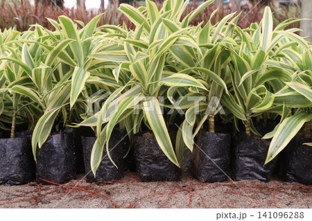 Dracaena reflexa leaf plant on farm Dracaena reflexa leaf plant on farm 141096288