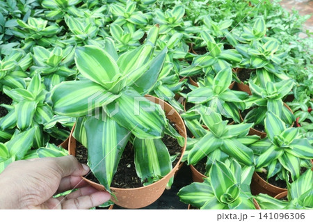 Dracaena steudneri Sol leaf plant in farm Dracaena steudneri Sol leaf plant in farm 141096306