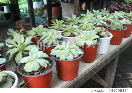 Echeveria, succulent, evergreen, leaf flowering plants Echeveria, succulent, evergreen, leaf flowering plants 141096324