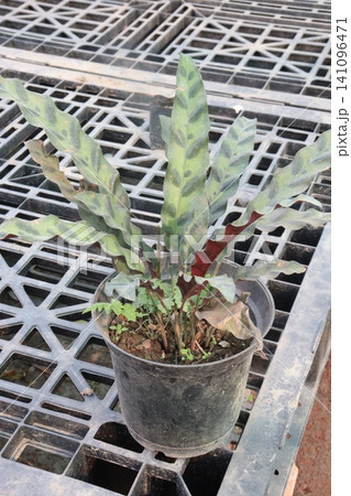Goeppertia insignis, rattlesnake is a species of flowering, leaf plant 141096471