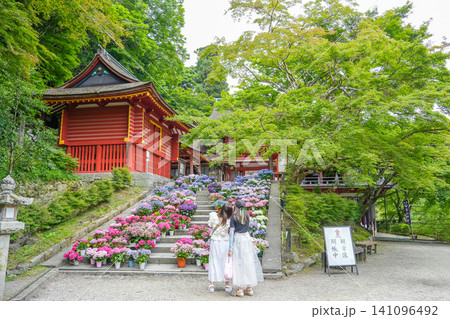 奈良県桜井市 新緑の談山神社の楼門前に並べられた紫陽花の階段で写真を撮る女性たち 奈良県桜井市 新緑の談山神社の楼門前に並べられた紫陽花の階段で写真を撮る女性たち 141096492