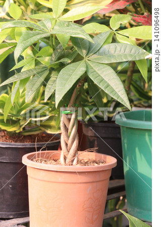 guiana chestnut, Pachira aquatica is a species of tropical wetland tree guiana chestnut, Pachira aquatica is a species of tropical wetland tree 141096498