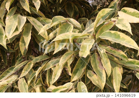 Ligustrum lucidum Variegata, Variegated Tree Privet plant Ligustrum lucidum Variegata, Variegated Tree Privet plant 141096619