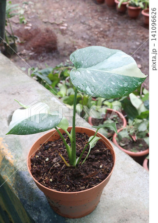 Monstera Thai Constellation leaf, houseplant on farm Monstera Thai Constellation leaf, houseplant on farm 141096626