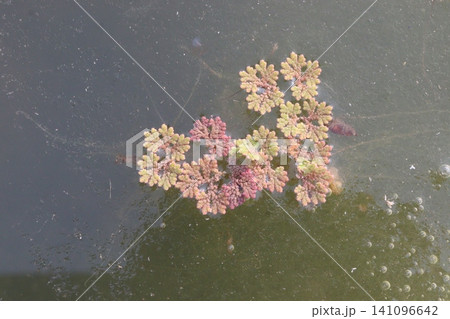 Mosquito ferns, Azolla is a aquatic ferns 141096642