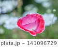 ヒナゲシ 141096729