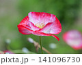 ヒナゲシ 141096730