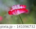 ヒナゲシ 141096732